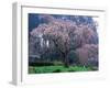 Weeping Cherry Tree-null-Framed Photographic Print