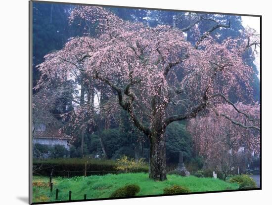 Weeping Cherry Tree-null-Mounted Photographic Print