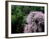 Weeping Cherry Tree-null-Framed Photographic Print