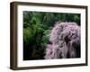 Weeping Cherry Tree-null-Framed Photographic Print