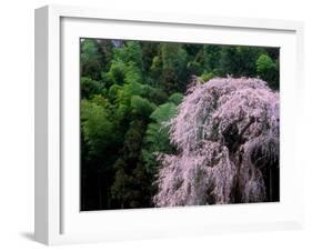 Weeping Cherry Tree-null-Framed Photographic Print