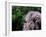 Weeping Cherry Tree-null-Framed Photographic Print