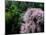 Weeping Cherry Tree-null-Mounted Photographic Print