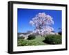 Weeping Cherry Tree-null-Framed Photographic Print