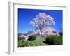 Weeping Cherry Tree-null-Framed Photographic Print