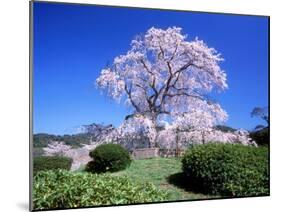 Weeping Cherry Tree-null-Mounted Photographic Print