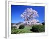 Weeping Cherry Tree-null-Framed Photographic Print