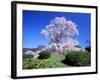 Weeping Cherry Tree-null-Framed Photographic Print