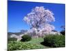 Weeping Cherry Tree-null-Mounted Photographic Print