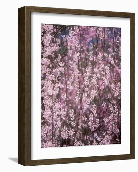 Weeping Cherry Tree-null-Framed Photographic Print