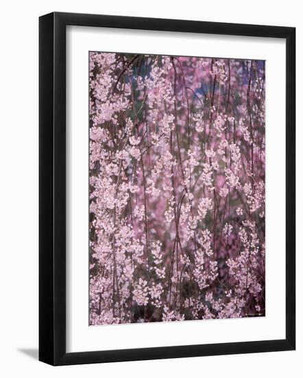 Weeping Cherry Tree-null-Framed Photographic Print