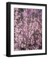 Weeping Cherry Tree-null-Framed Photographic Print