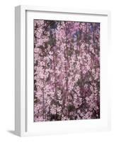 Weeping Cherry Tree-null-Framed Photographic Print