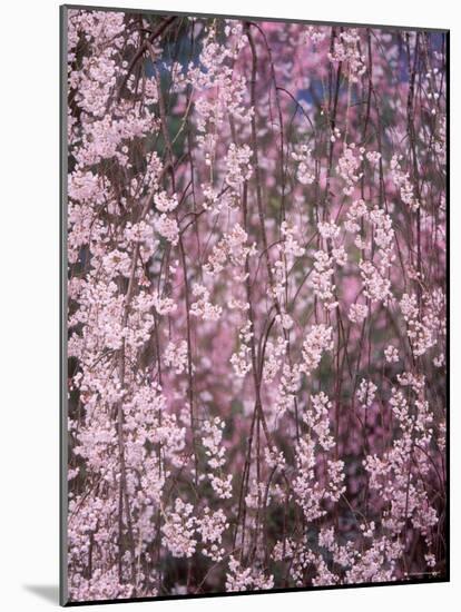 Weeping Cherry Tree-null-Mounted Photographic Print