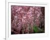 Weeping Cherry Tree-null-Framed Photographic Print