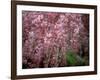 Weeping Cherry Tree-null-Framed Photographic Print