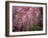 Weeping Cherry Tree-null-Framed Photographic Print