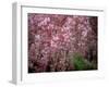 Weeping Cherry Tree-null-Framed Photographic Print