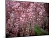 Weeping Cherry Tree-null-Mounted Photographic Print