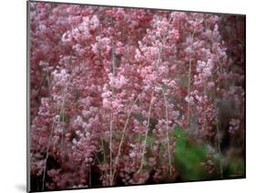 Weeping Cherry Tree-null-Mounted Photographic Print