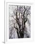 Weeping Cherry Tree-null-Framed Photographic Print