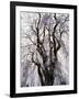 Weeping Cherry Tree-null-Framed Photographic Print