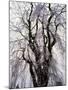 Weeping Cherry Tree-null-Mounted Photographic Print