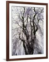 Weeping Cherry Tree-null-Framed Photographic Print