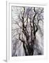 Weeping Cherry Tree-null-Framed Photographic Print