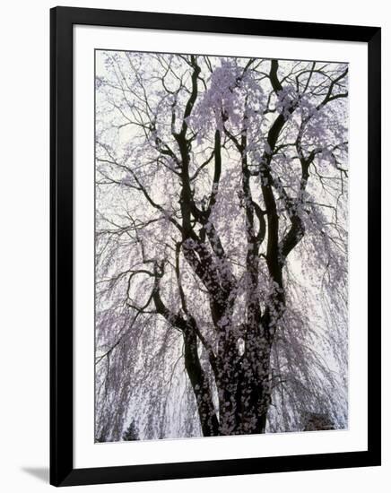 Weeping Cherry Tree-null-Framed Photographic Print