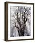 Weeping Cherry Tree-null-Framed Photographic Print