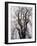 Weeping Cherry Tree-null-Framed Photographic Print