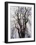 Weeping Cherry Tree-null-Framed Photographic Print