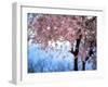 Weeping Cherry Tree-null-Framed Photographic Print