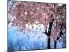 Weeping Cherry Tree-null-Mounted Photographic Print