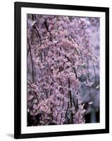 Weeping Cherry Tree-null-Framed Photographic Print