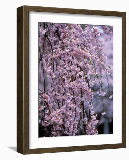 Weeping Cherry Tree-null-Framed Photographic Print