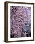 Weeping Cherry Tree-null-Framed Photographic Print