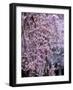 Weeping Cherry Tree-null-Framed Photographic Print