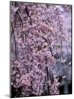 Weeping Cherry Tree-null-Mounted Photographic Print