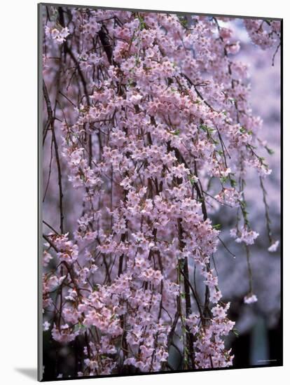 Weeping Cherry Tree-null-Mounted Photographic Print