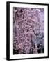 Weeping Cherry Tree-null-Framed Photographic Print