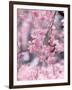 Weeping Cherry Tree-null-Framed Photographic Print