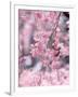 Weeping Cherry Tree-null-Framed Photographic Print