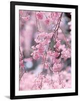 Weeping Cherry Tree-null-Framed Photographic Print