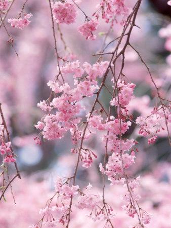 'Weeping Cherry Tree' Photographic Print | AllPosters.com