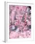 Weeping Cherry Tree-null-Framed Photographic Print