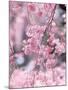 Weeping Cherry Tree-null-Mounted Photographic Print