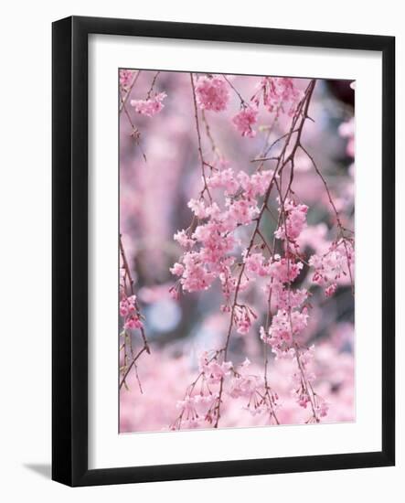 Weeping Cherry Tree-null-Framed Photographic Print