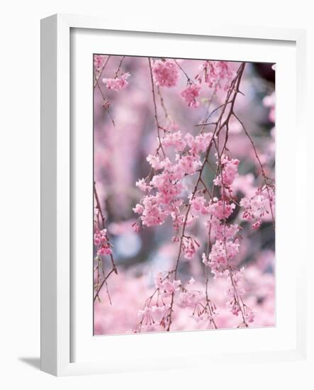 Weeping Cherry Tree-null-Framed Photographic Print